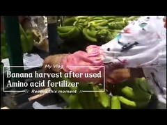 سماد مخلبي كالسيوم أميني قابل للذوبان في الماء 15% لشجر الموز