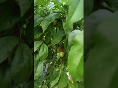 النيتروجين السائل الأحماض الأمينية الزراعة النباتية دعم نظام الري