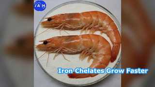 تعمل مخلبيات الأحماض الأمينية التي تحتوي على الحديد على تعزيز نمو الحيوانات