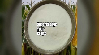 تعزيز إنتاجية المحاصيل من مسحوق الأحماض الأمينية 80%