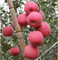 سماد البوتاسيوم يعزز تراكم الأنثوسيانين والتلوين الأحمر لثمار التفاح